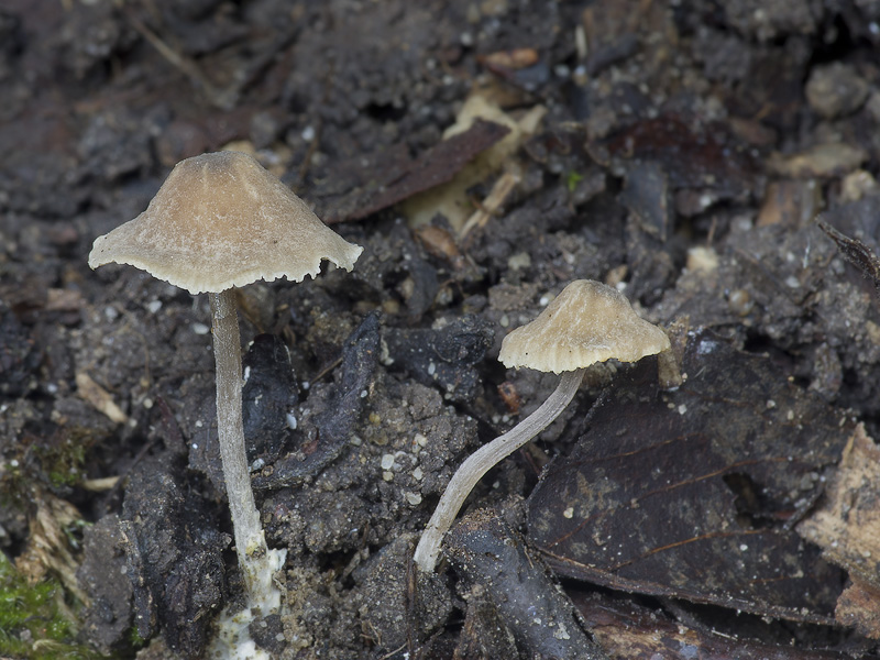 Rhodocybe caelata